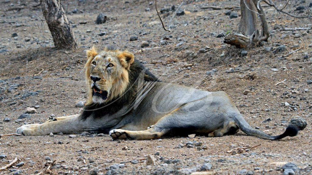 23 dead in 20 days: What’s killing Gujarat’s lions?