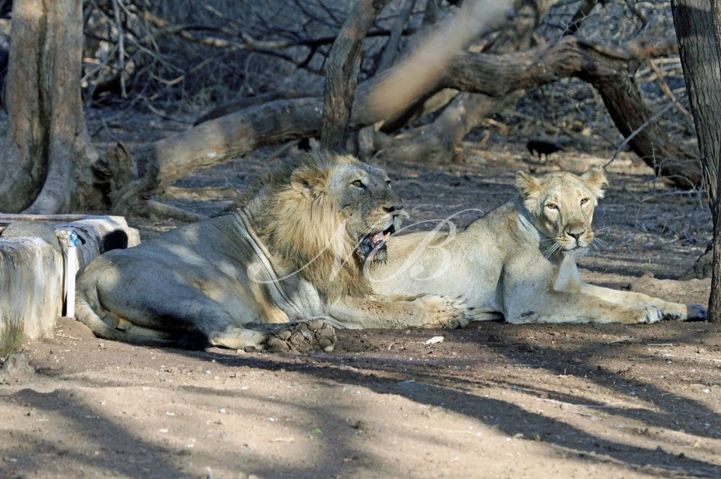 Clash of prides left 11 lions dead in Gir, says Gujarat govt