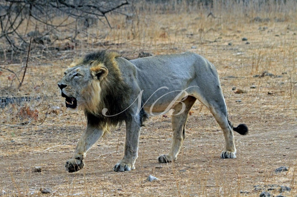 Amid Asiatic lion deaths at Gir forest, special vaccines arrive from US to protect the endangered big cats