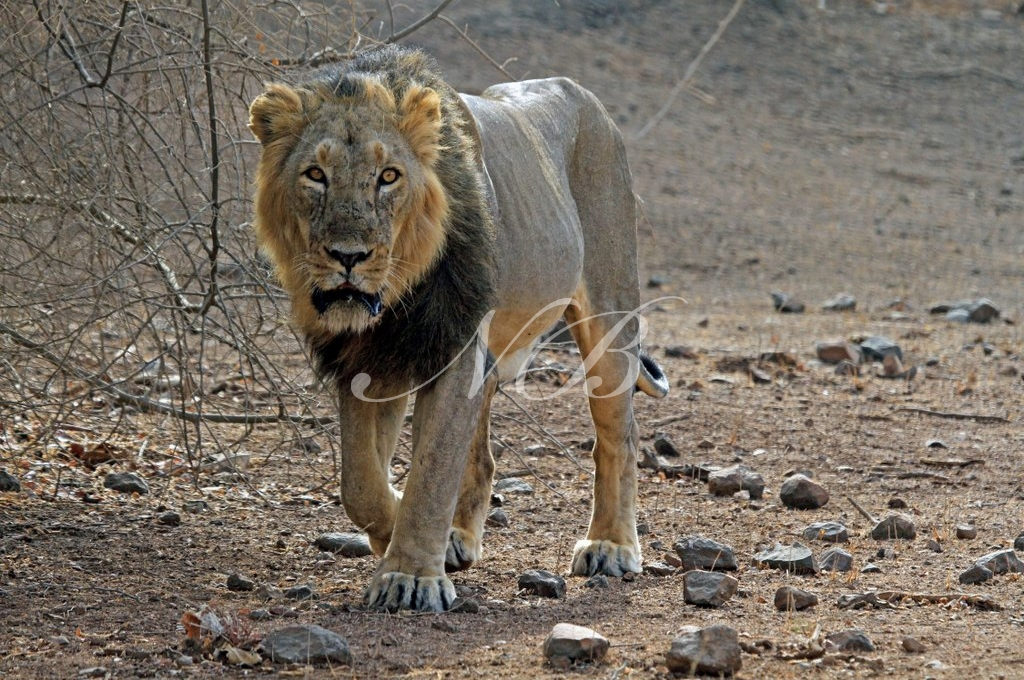 Ahmed Patel writes to PM Modi over deaths of Gir lions