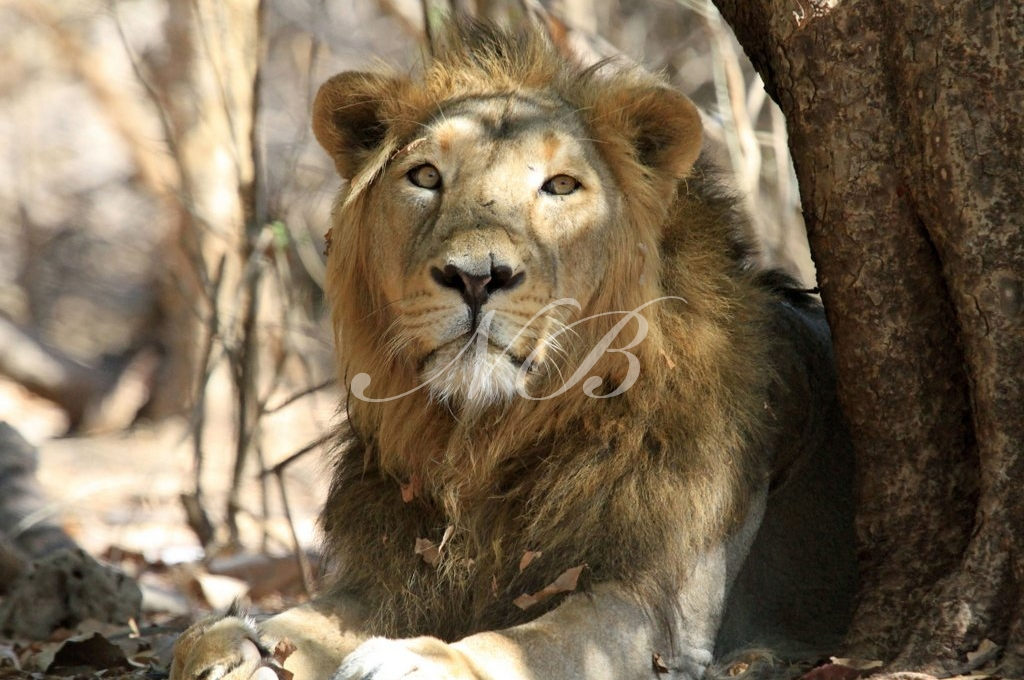 The Gir Lion by Ravi Chellam