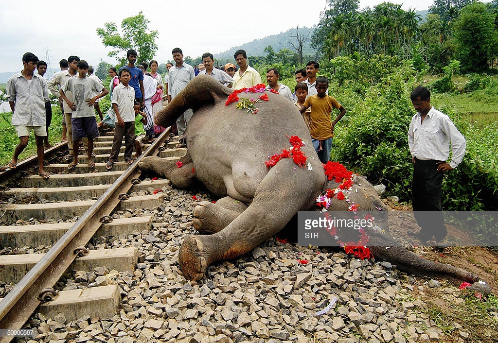 GUWAHATI, INDIA: Villagers look at the dead body of an Indian Elephant (Elephas maximus indicus) as it lies next to railway tracks on the border of the Deepor Beel Bird Sanctuary on the outskirts of Guwahati, 21 June 2004. Three elephants died on the spot and two were seriously injured when a goods train hit a herd of elephants as they followed an ancient annual migration route. In India alone, elephant-human conflict results in about 300 human and 200 elephant deaths each year due to poaching, crop protection and any number of other accidents, including vehicle-elephant collisions. AFP PHOTO/STR (Photo credit should read STR/AFP/Getty Images)