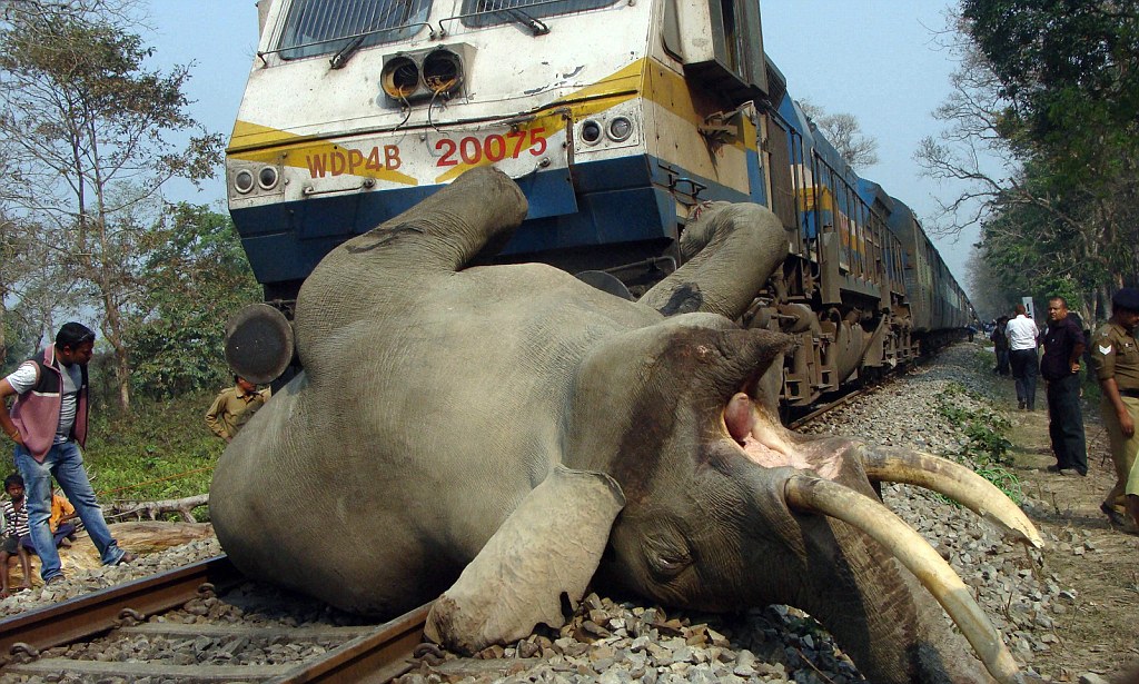 epa03610903 The dead body of a tusker elephant lies on railway track after it was struck by the speeding Guwahati-bound Somporkkranti Express at the Buxa Tiger Reserve, some 12 kms from Alipurduar, West Bengal, India, 05 March 2013.  EPA/STR