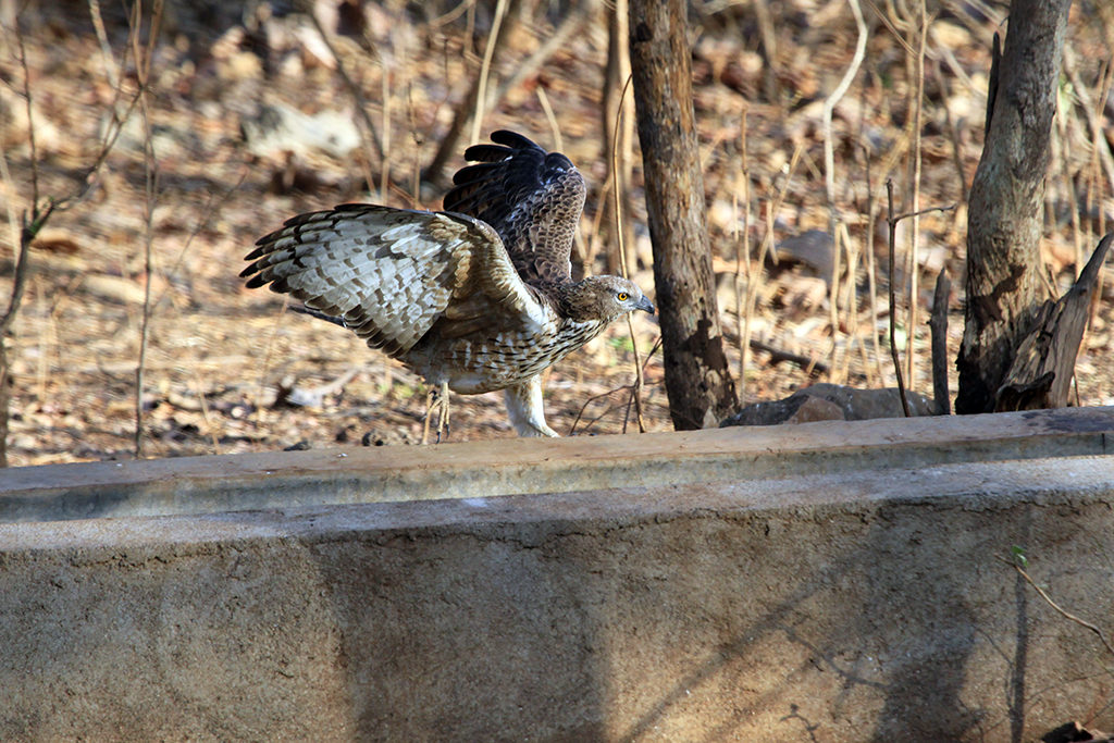 Heat affects water holes for wildlife