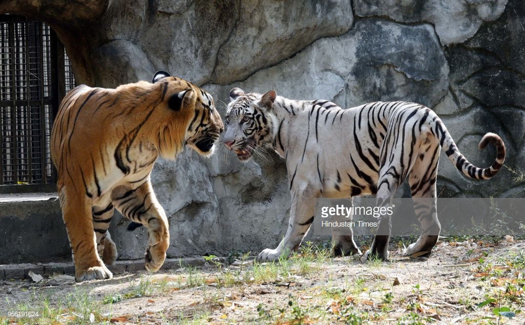 NEW DELHI, INDIA - MAY 8: White Bengal Tiger and Royal Bengal Tigress have been kept together for a breeding programme in Delhi Zoo on May 8, 2018 in New Delhi, India. The Delhi zoo is mulling mating its white tiger with Royal Bengal tiger. (Photo by Arvind Yadav/Hindustan Times via Getty Images)
