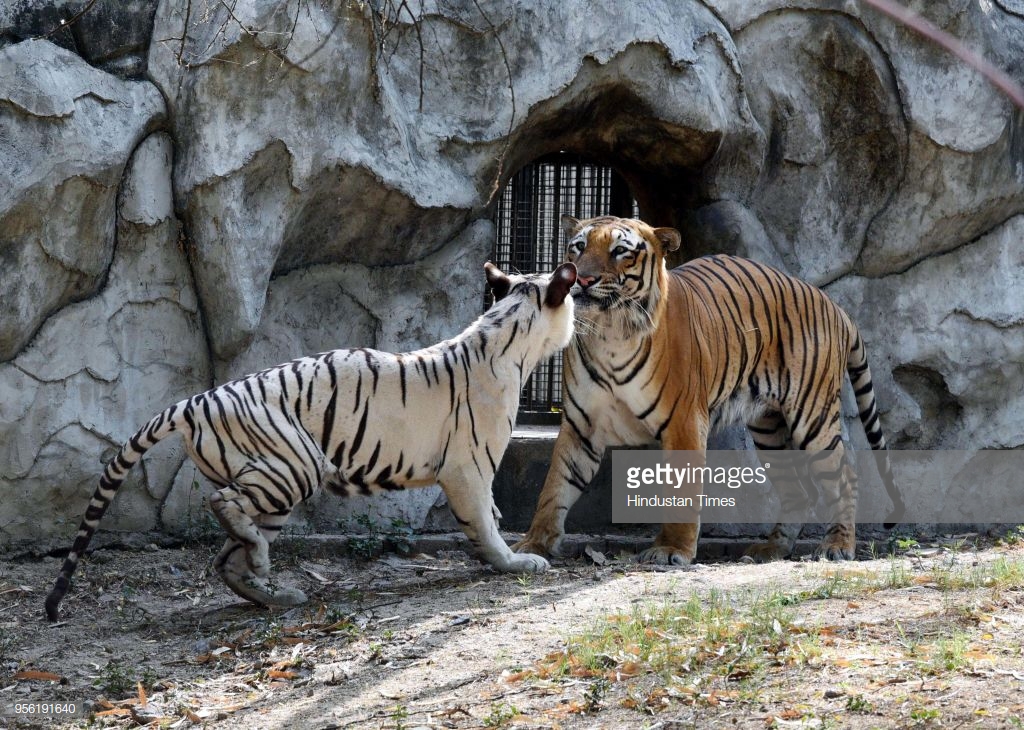 NEW DELHI, INDIA - MAY 8: White Bengal Tiger and Royal Bengal Tigress have been kept together for a breeding programme in Delhi Zoo on May 8, 2018 in New Delhi, India. The Delhi zoo is mulling mating its white tiger with Royal Bengal tiger.  (Photo by Arvind Yadav/Hindustan Times via Getty Images)