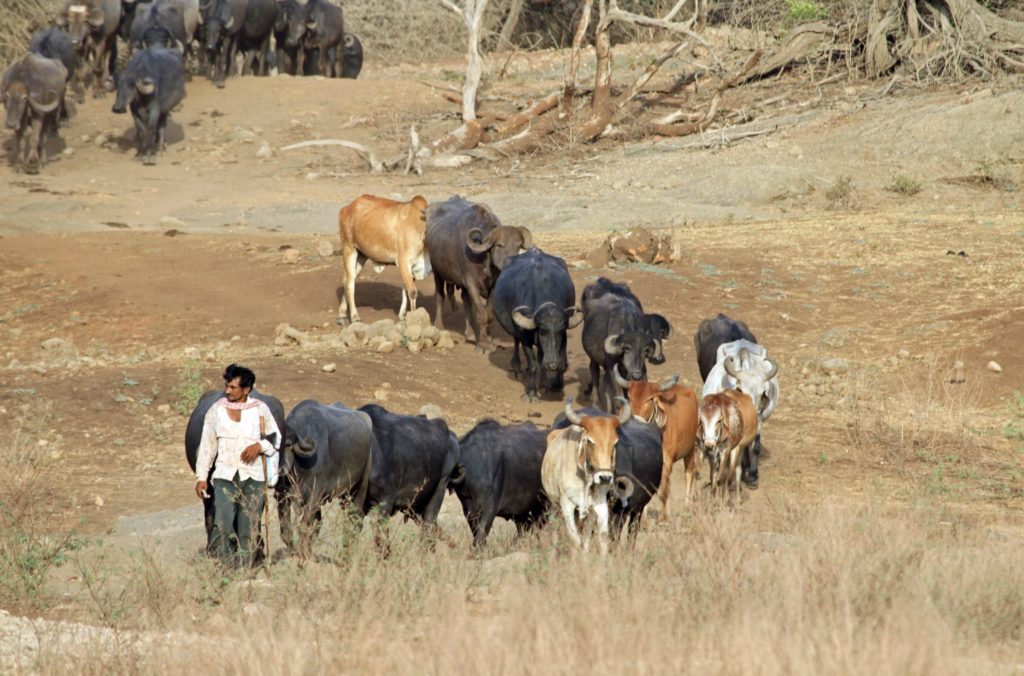 Farmers, Activists Seek Effective Steps To Tackle Human-Wildlife Conflict