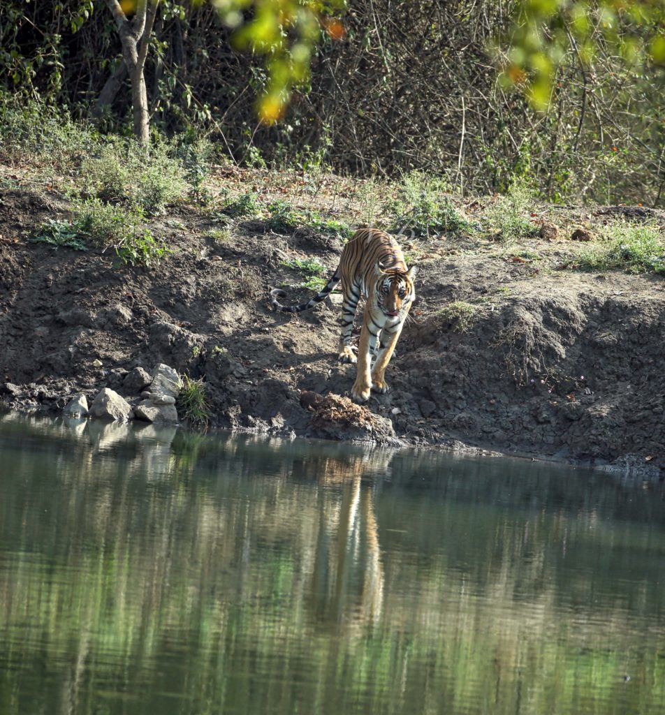 Panna: A success story of tiger relocation that started a decade ago