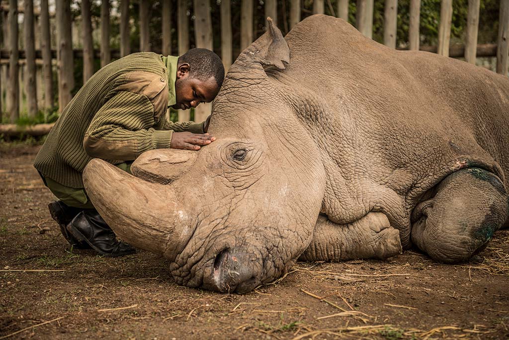 ami-vitale-last-male-northern-white-rhino-2