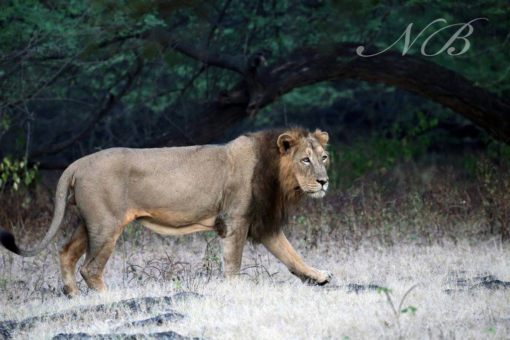 Sighting a lion in Gir