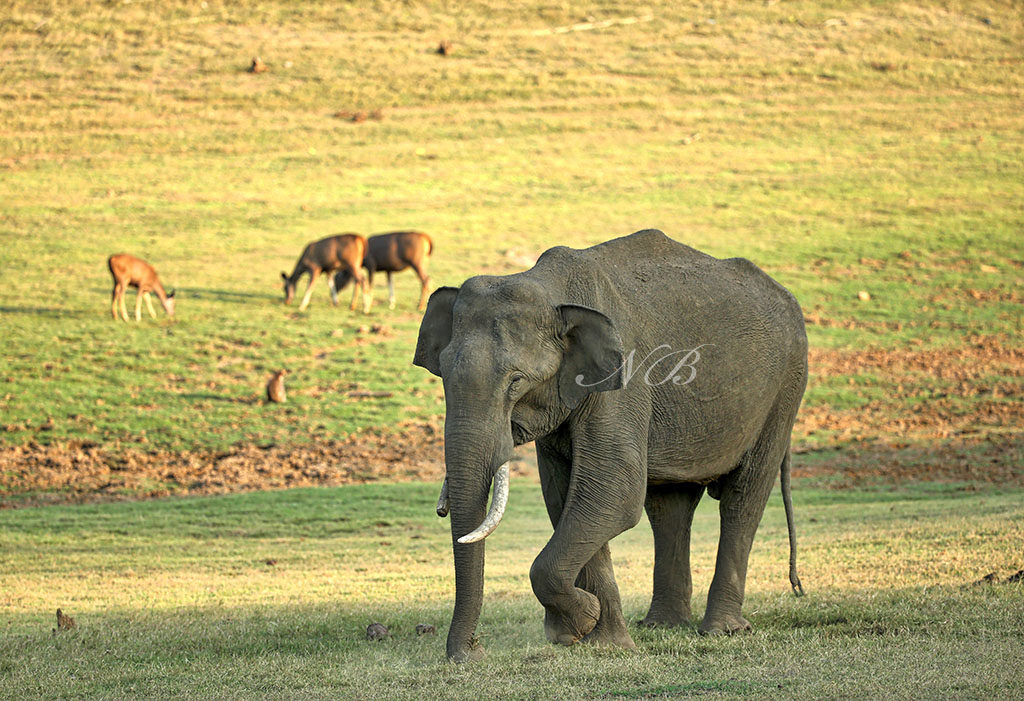 A'zombie gene' protects elephants from cancer?