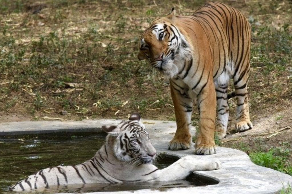 Two Rare Tiger Cubs Born To 'Mixed Parents' In Delhi Zoo Die Within 10 Days