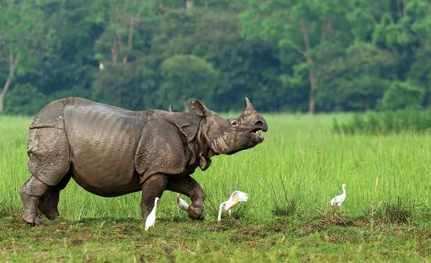 Greater-One-horned-Rhino