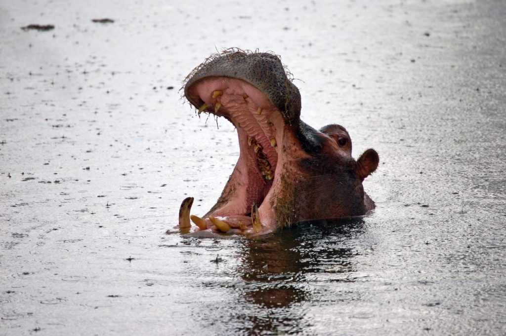 Hippo bite kills Taiwan tourist in Kenya