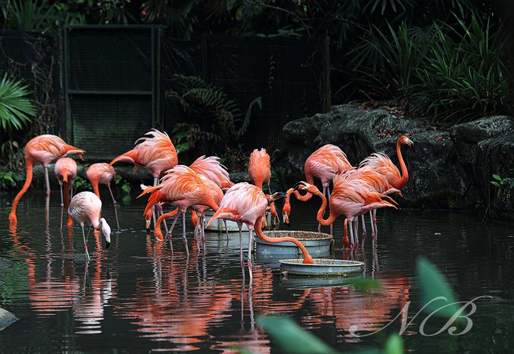 flamingos