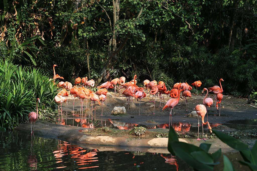 flamingos1