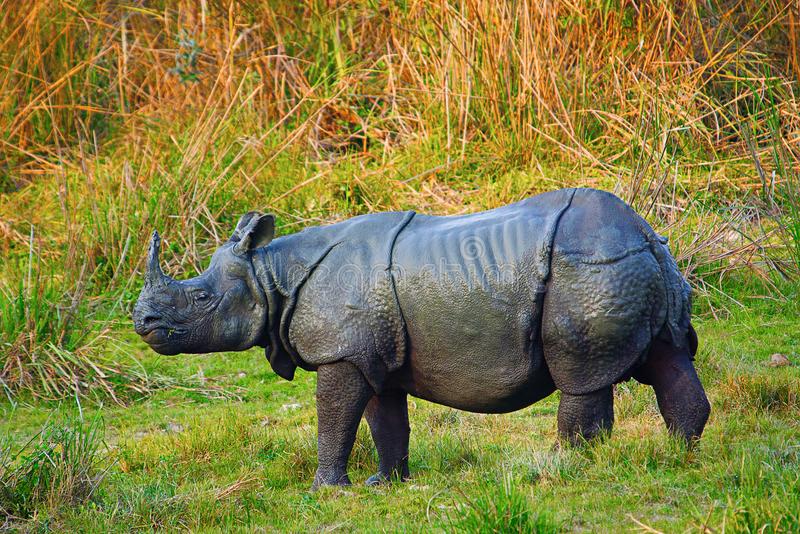 indian-rhinoceros-rhinoceros-unicornis-kaziranga-national-park-assam-india-indian-rhinoceros-rhinoceros-unicornis-108300502