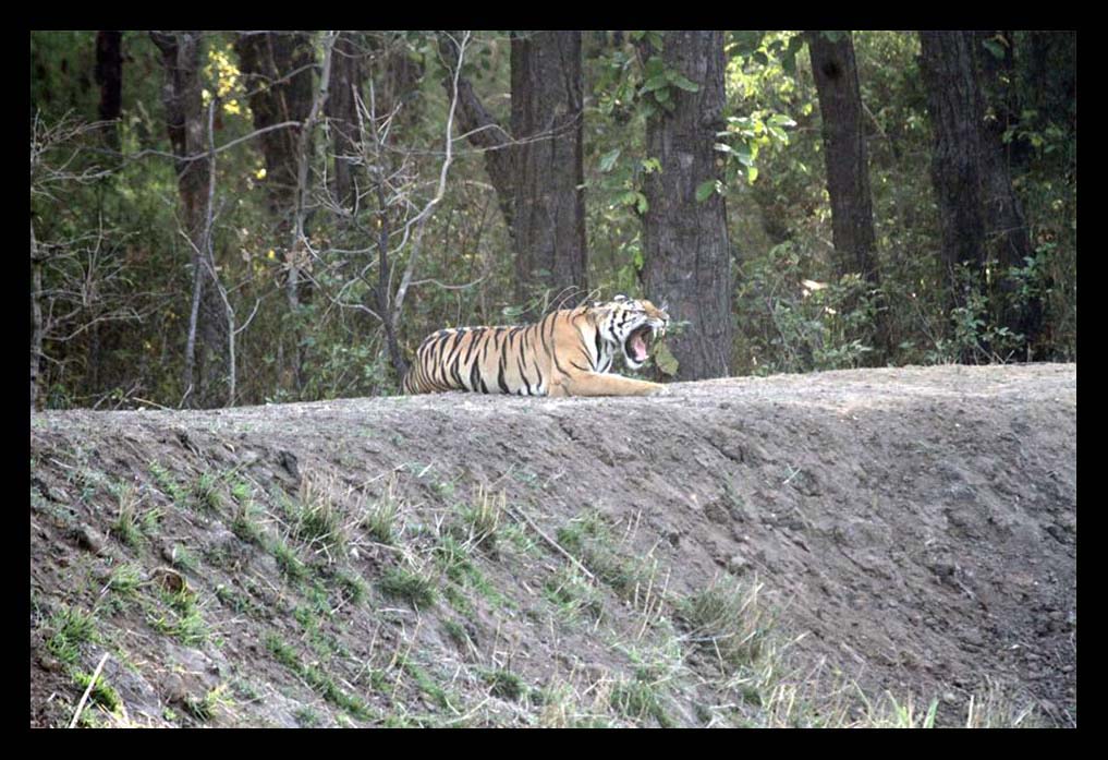 tiger watch