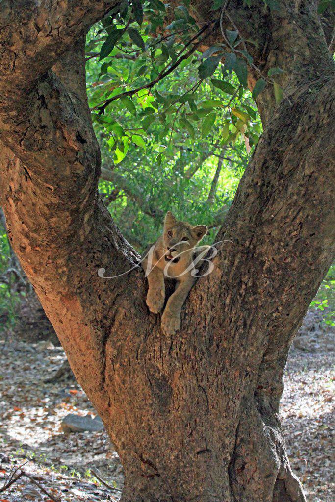 tree climber