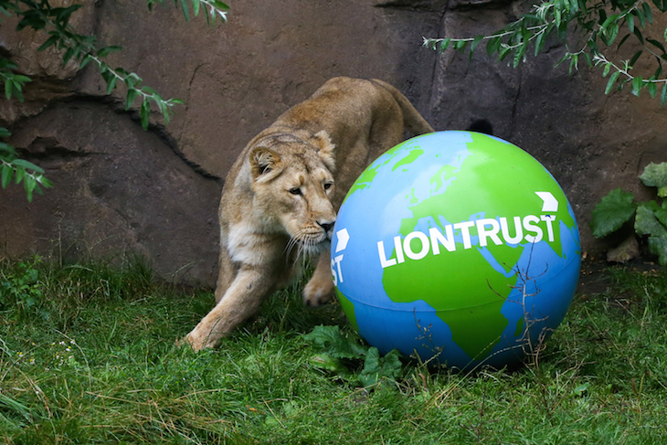 world_lion_day_-c-_zsl_-3