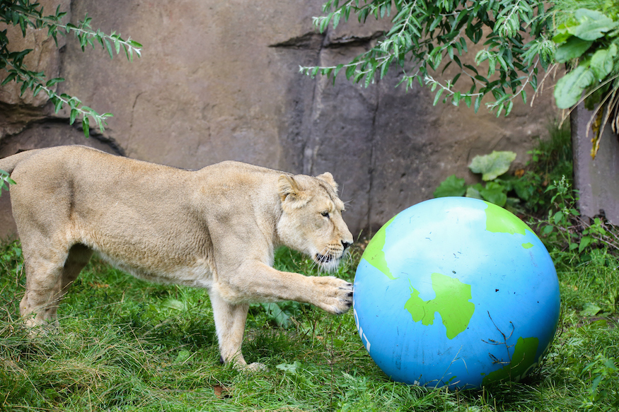 world_lion_day_-c-_zsl_-4