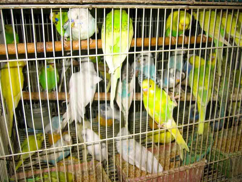 Birds-in-Cage