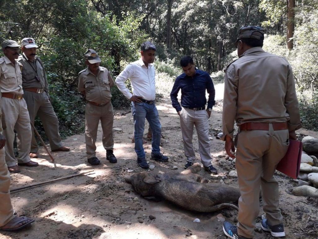 Carcass of elephant calf found in Corbett