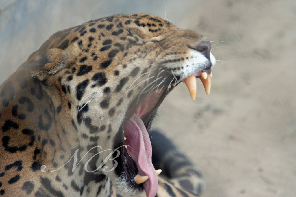 PTR puts two cages to trap killer leopards