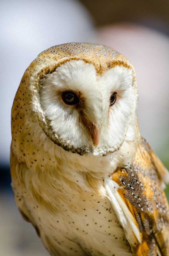 Barn owl rescued from school building in Rudrapur