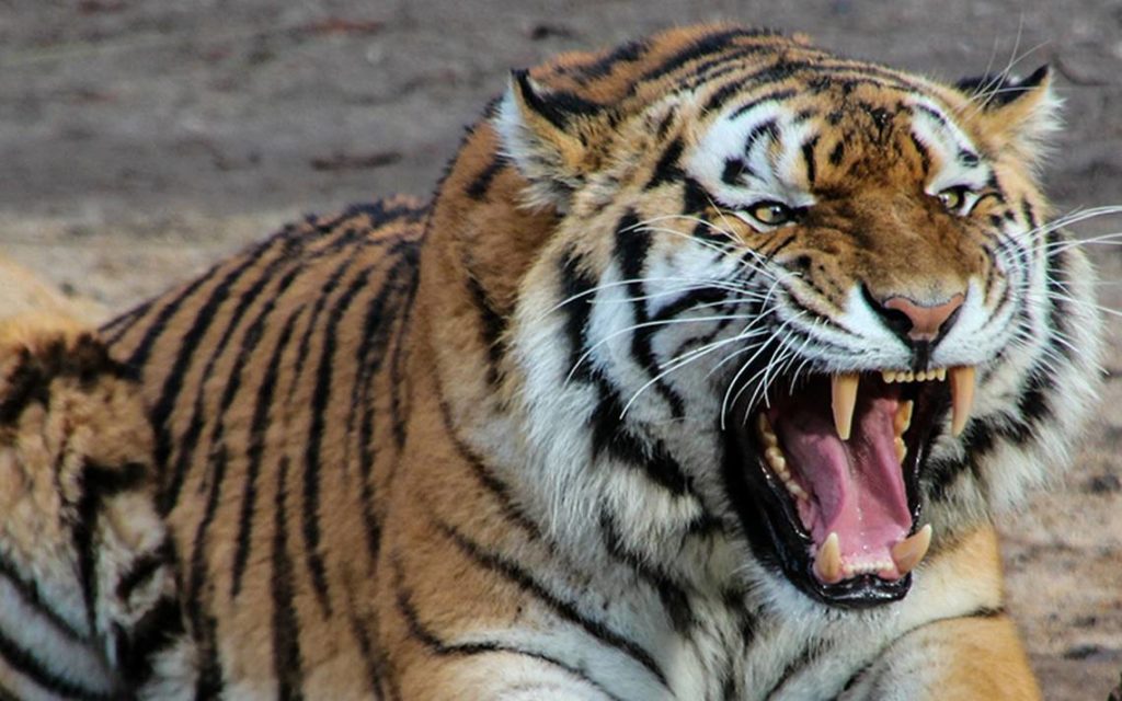 Vandalur zoo conducts wildlife photography workshop