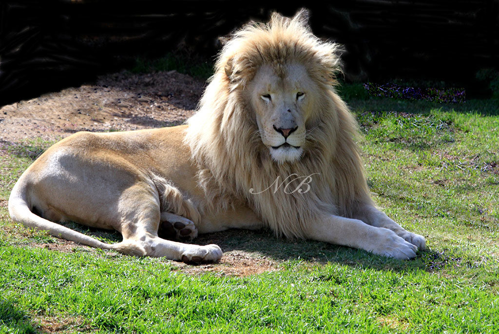 1,500 lions will be killed in South Africa this year so that Asia can have its fill of 'tiger bone'