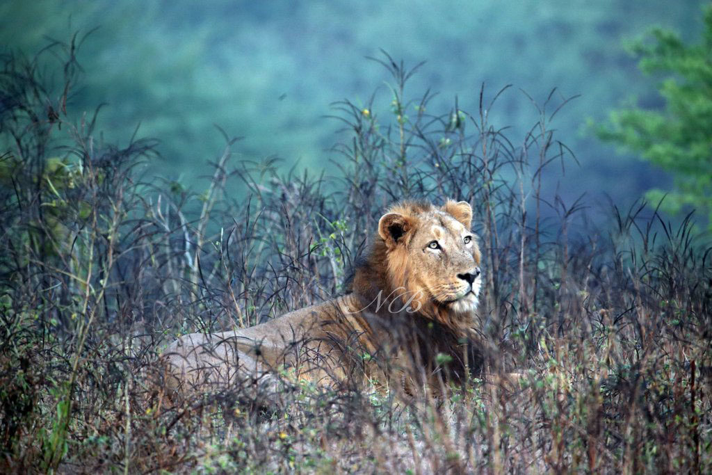 Lion Deaths in Gir: Demanding fair probe, outfit calls for bandh