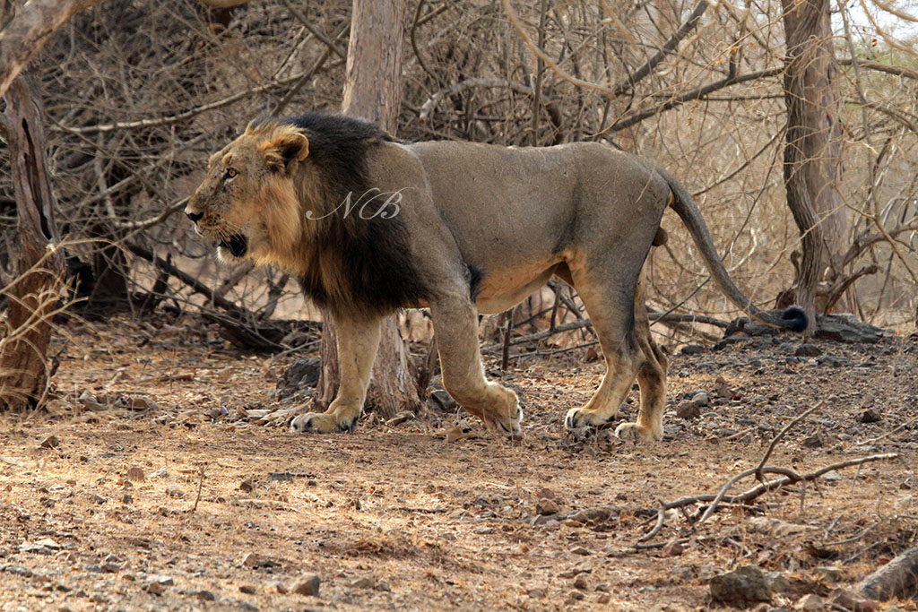 For lion raksha, cows to be immunized in Gujarat