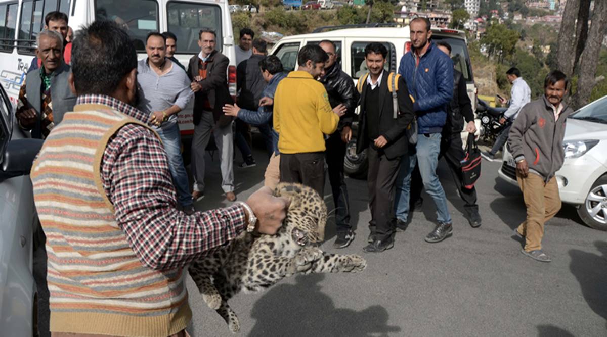 A Leopard cub rescued from near the district court complex, in Shimla on Tuesday. Photo by Pradeep Kumar