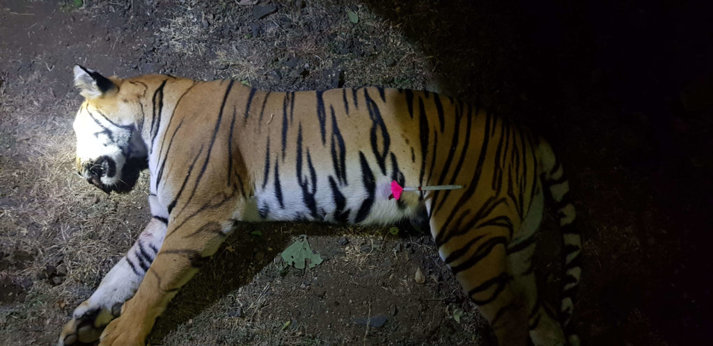 Maharashtra's problem tigress T1 shot dead