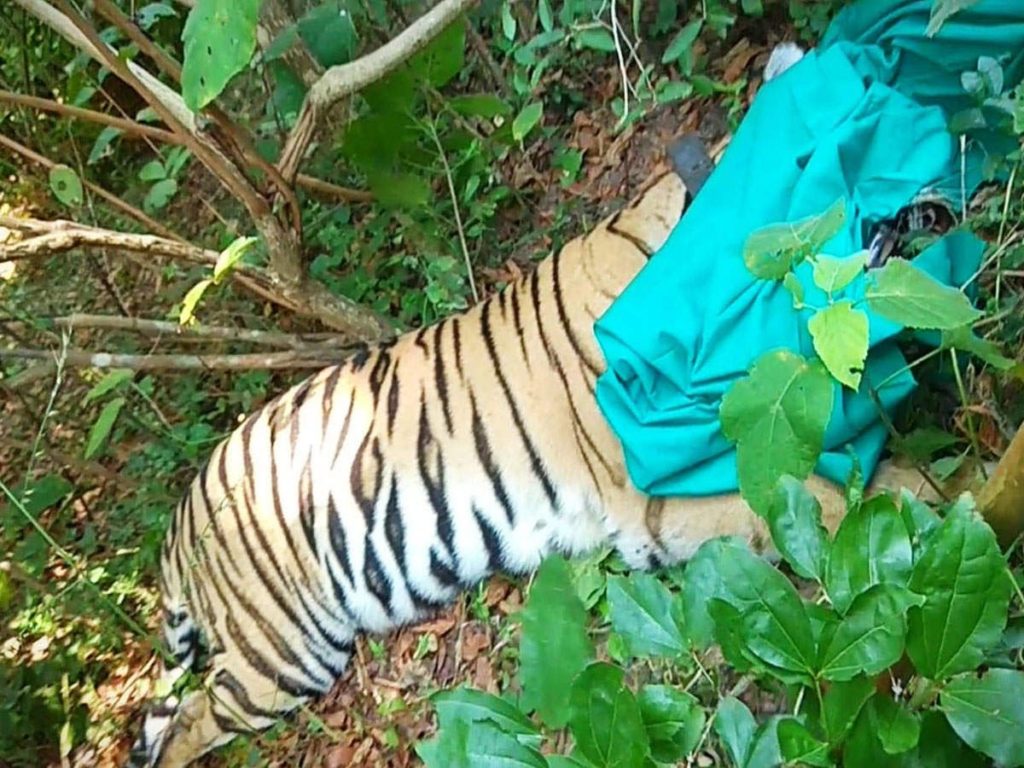 Tigress Sundari in net after 2-week hunt