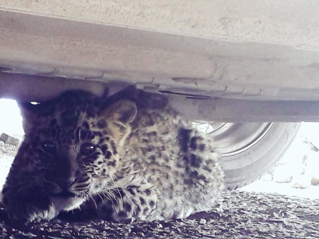 Leopard cub sneakes into Shimla, rescued by forest officials