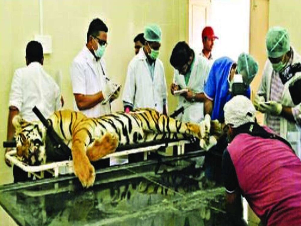 Sharpshooter’s son may land in trouble for shooting T1 tigress