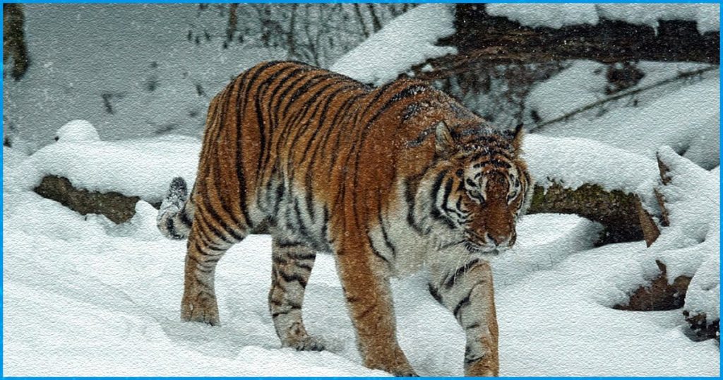 Arunachal’s Dibang could be India’s highest tiger habitat