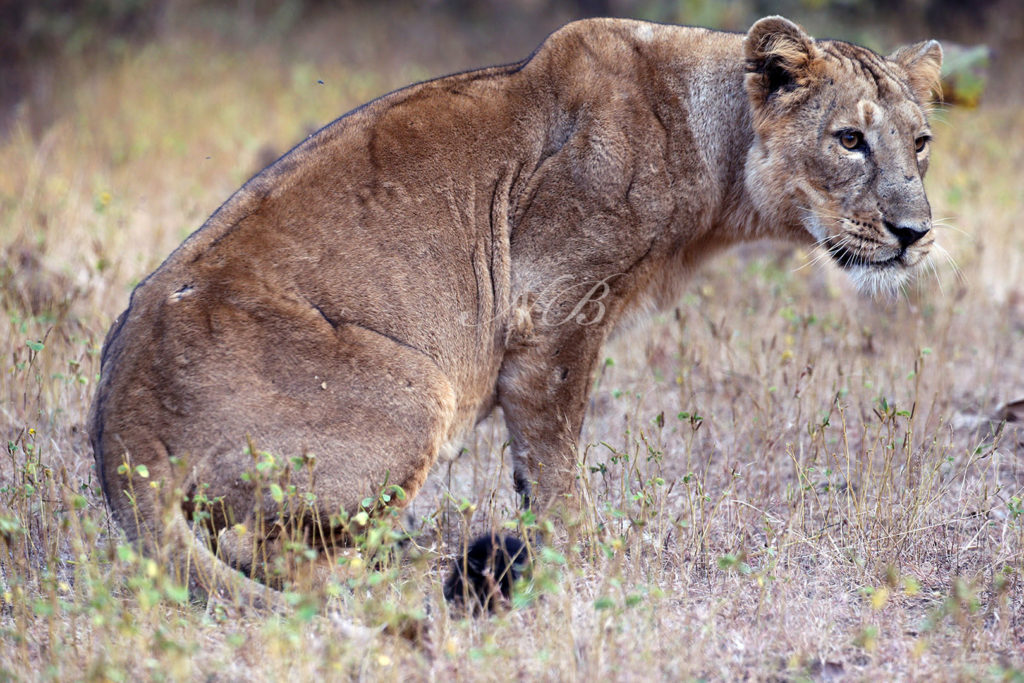 Govt launches Asiatic Lions Conservation Project