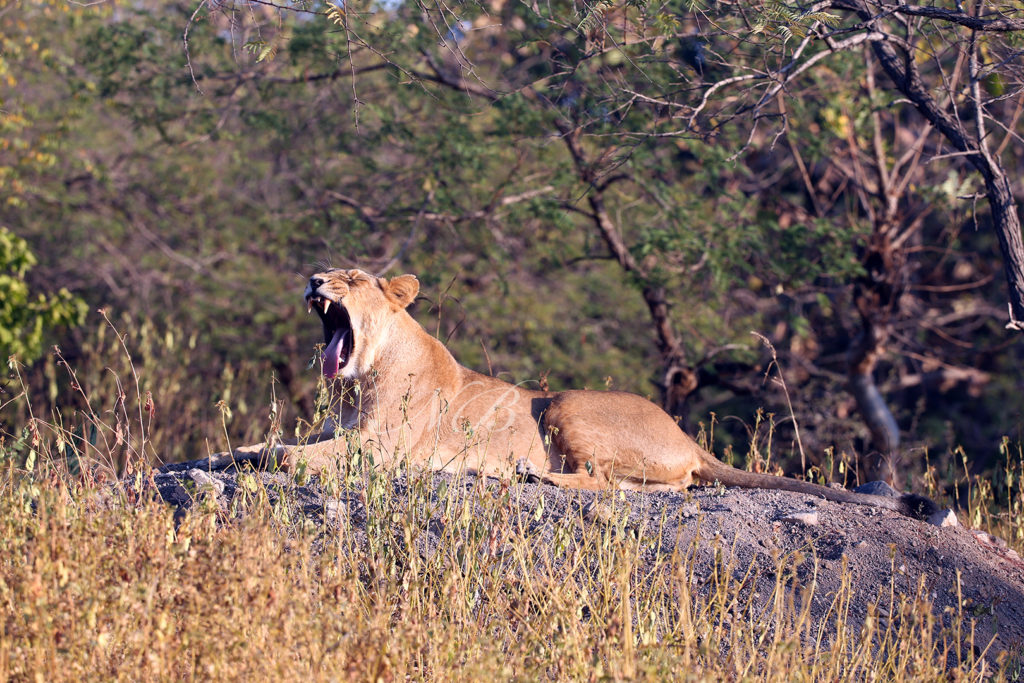 Decide on “Critical Wildlife Habitat” status for Gir Gujarat HC