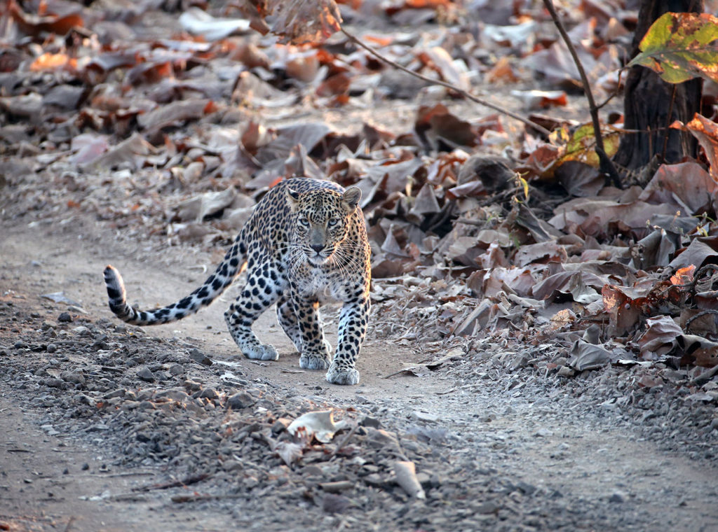 Bera’s free-roaming leopards walk on thin ice as tourism grows