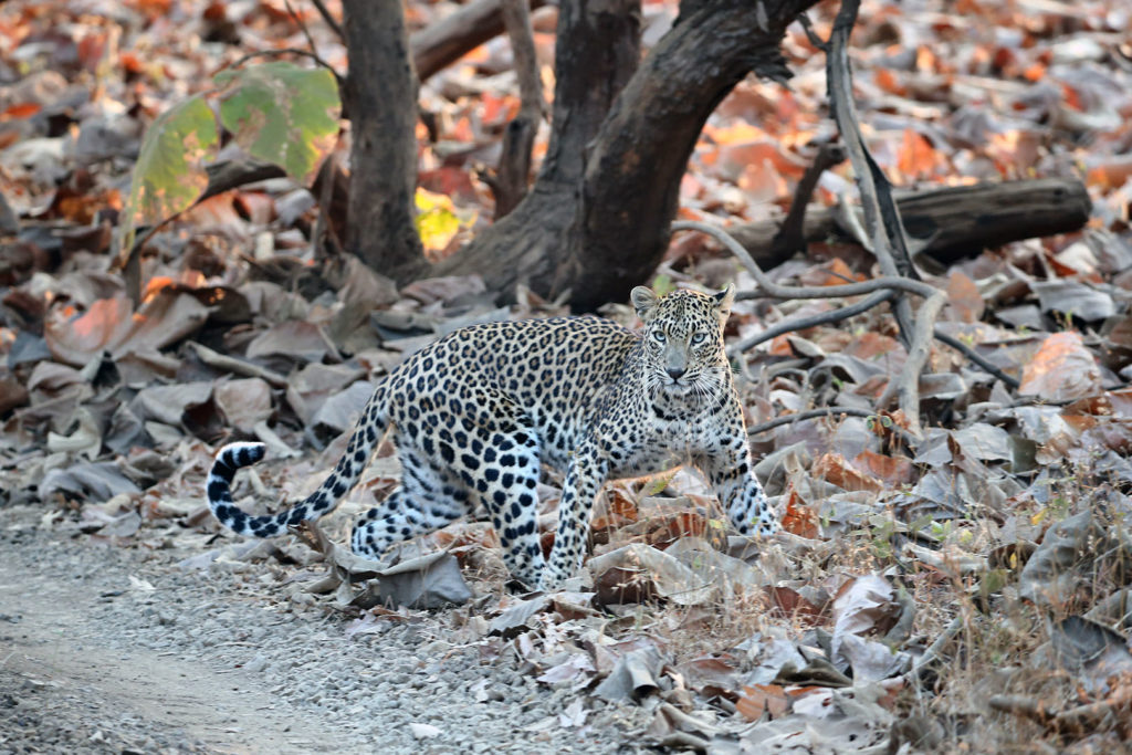 SC seeks Centre's reply on plea for steps to protect leopards in India