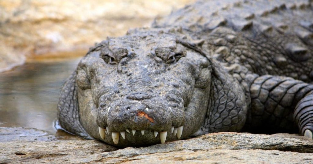 Gujarat: Crocodiles being relocated to make way for seaplane service to Statue of Unity