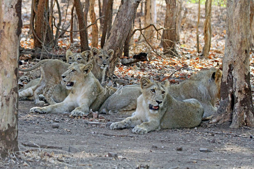 The wonder years: Lionesses The core of joint families