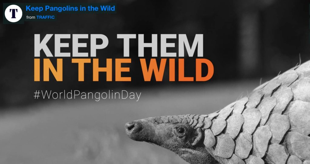 World Pangolin Day