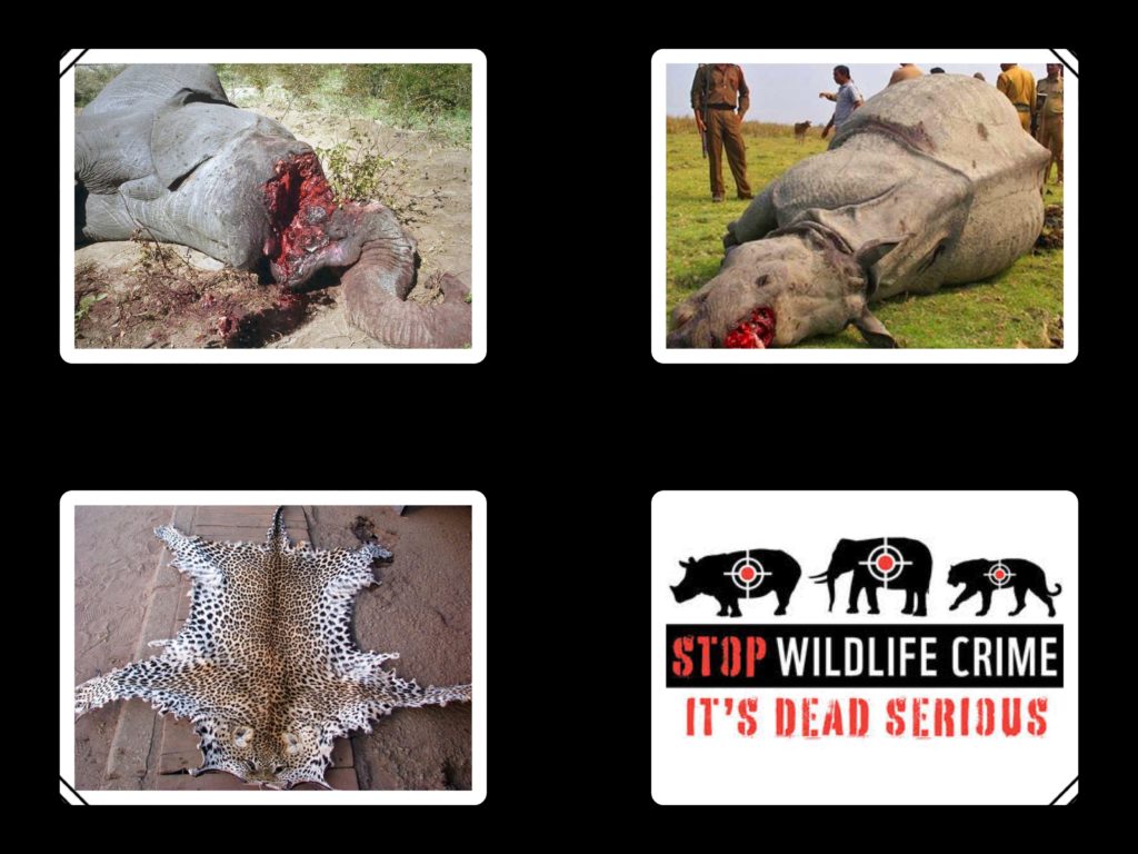 Illegal wildlife trade in India