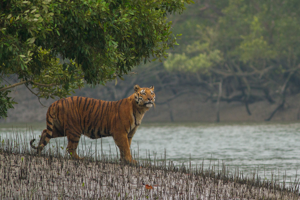 Climate change could wipe out Bengal tigers in 50 years