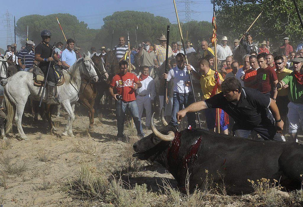 Victory! Spain’s Supreme Court Puts an End to Torture of Bulls at ‘Toro de la Vega’ Festival