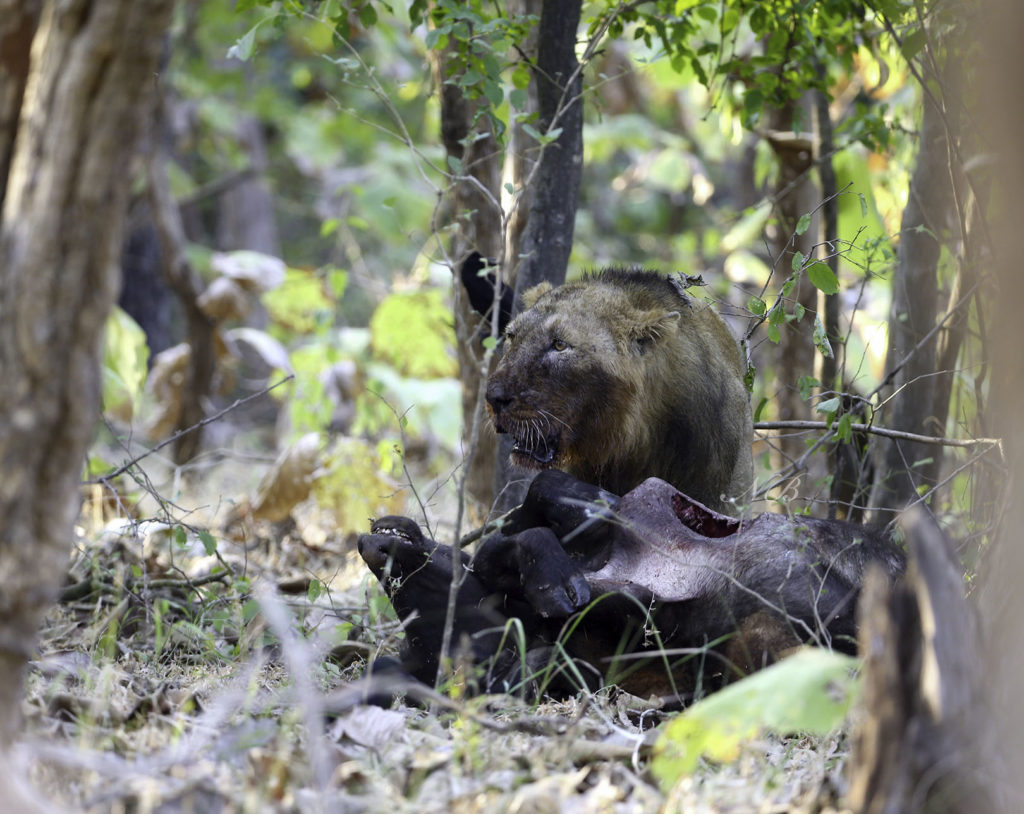 Predator lions turn scavengers outside Gir Sanctuary